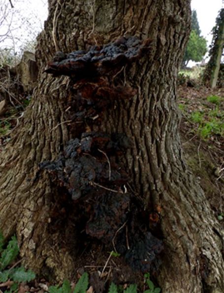 A tier of senescent blackened brackets on English oak in the county of Cornwall